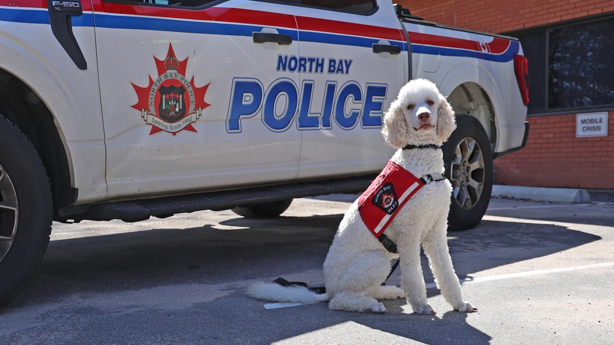 Moka : le nouveau chien policier entre en fonction