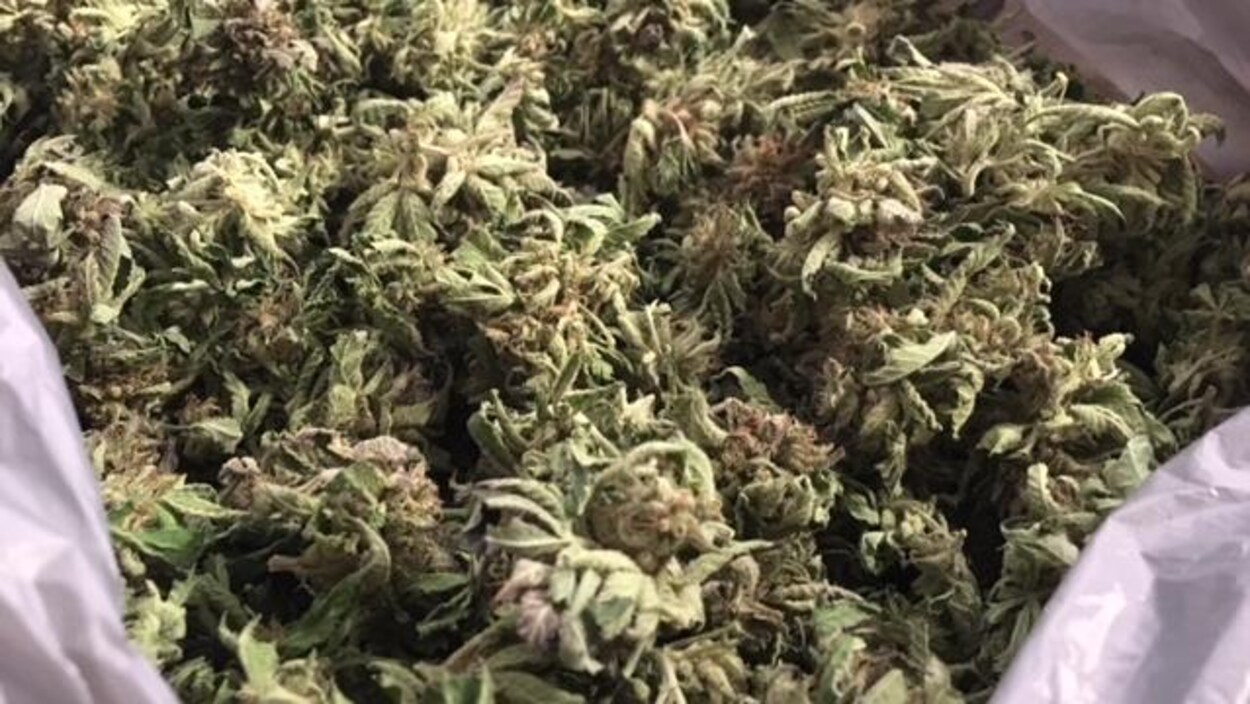 Les récoltes annuelles d'un producteur de cannabis