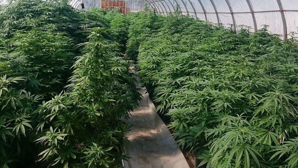 Plants de cannabis dans une serre. Plants de cannabis dans une serre.
