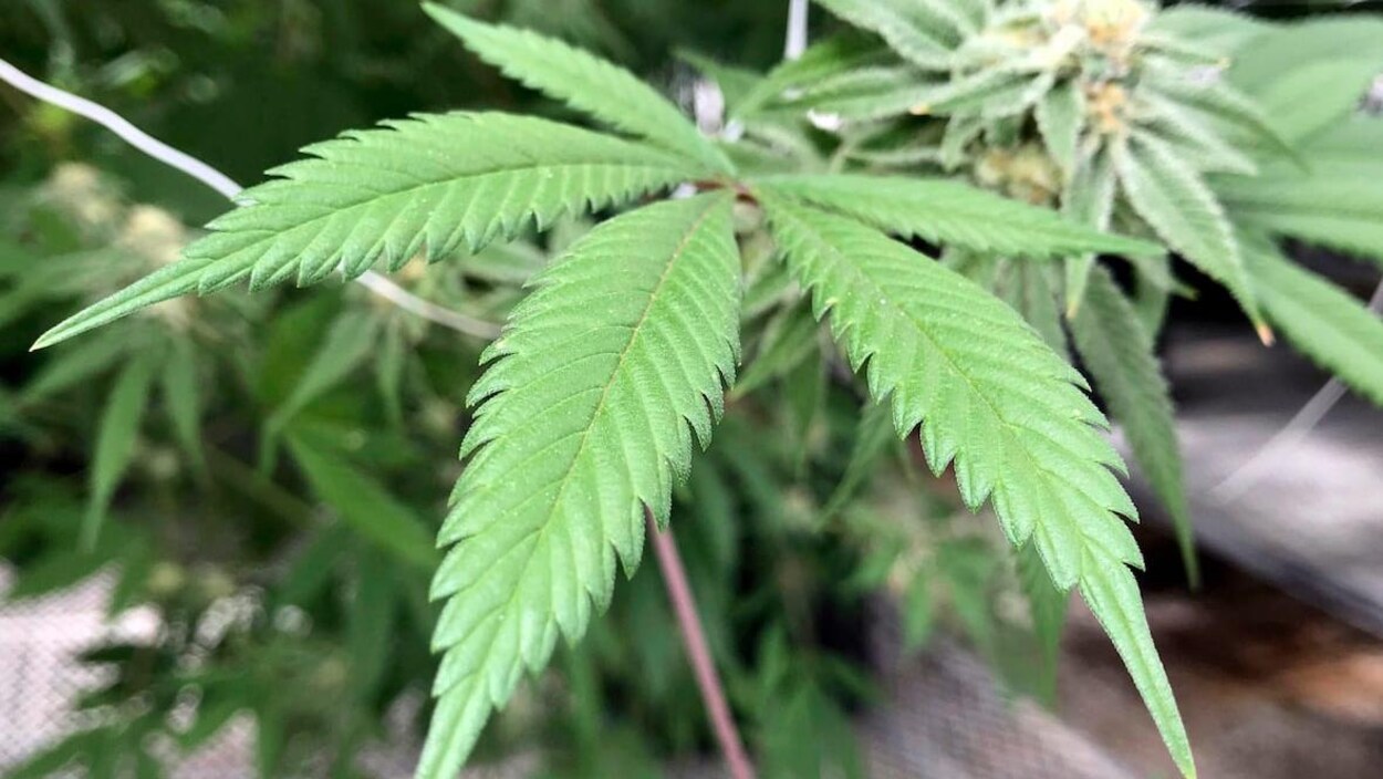 Une feuille de cannabis.