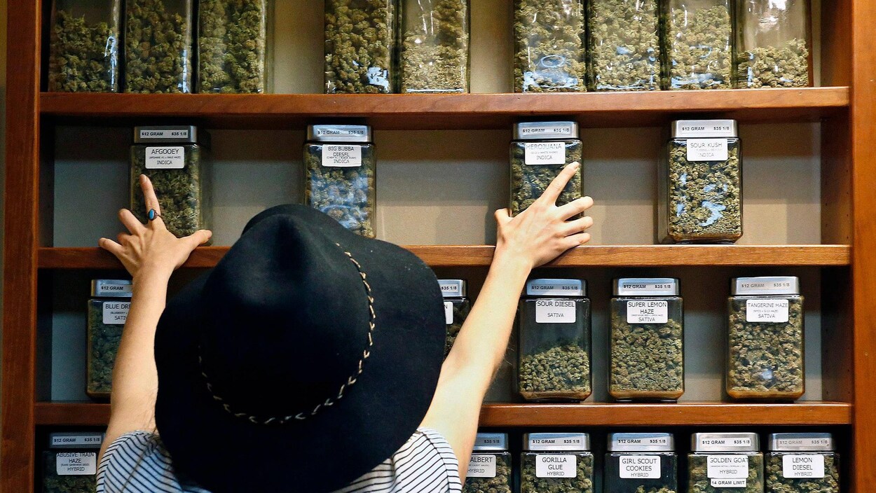 Une femme s'empare de pots en verre contenant des têtes de cannabis.