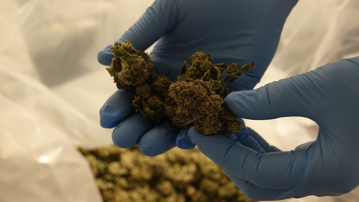 Cannabis : le marché noir récolte encore la moitié des ventes au Nouveau-Brunswick