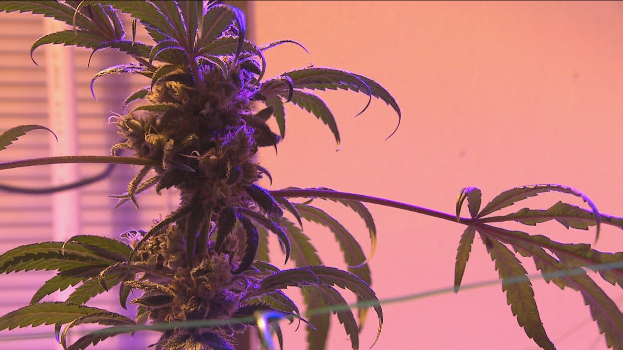 Un plant de cannabis cultivé dans une maison