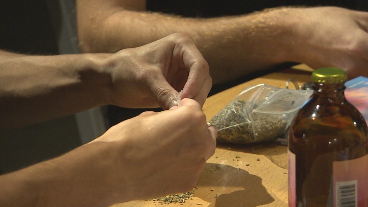 Des mains roulent un joint d'herbe à chat, qui ressemble à du cannabis.
