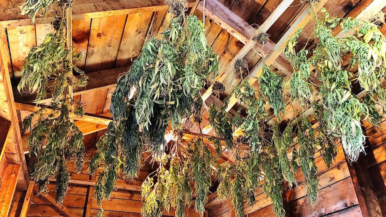 Culture illégale de cannabis dans le sud-est du Nouveau-Brunswick.