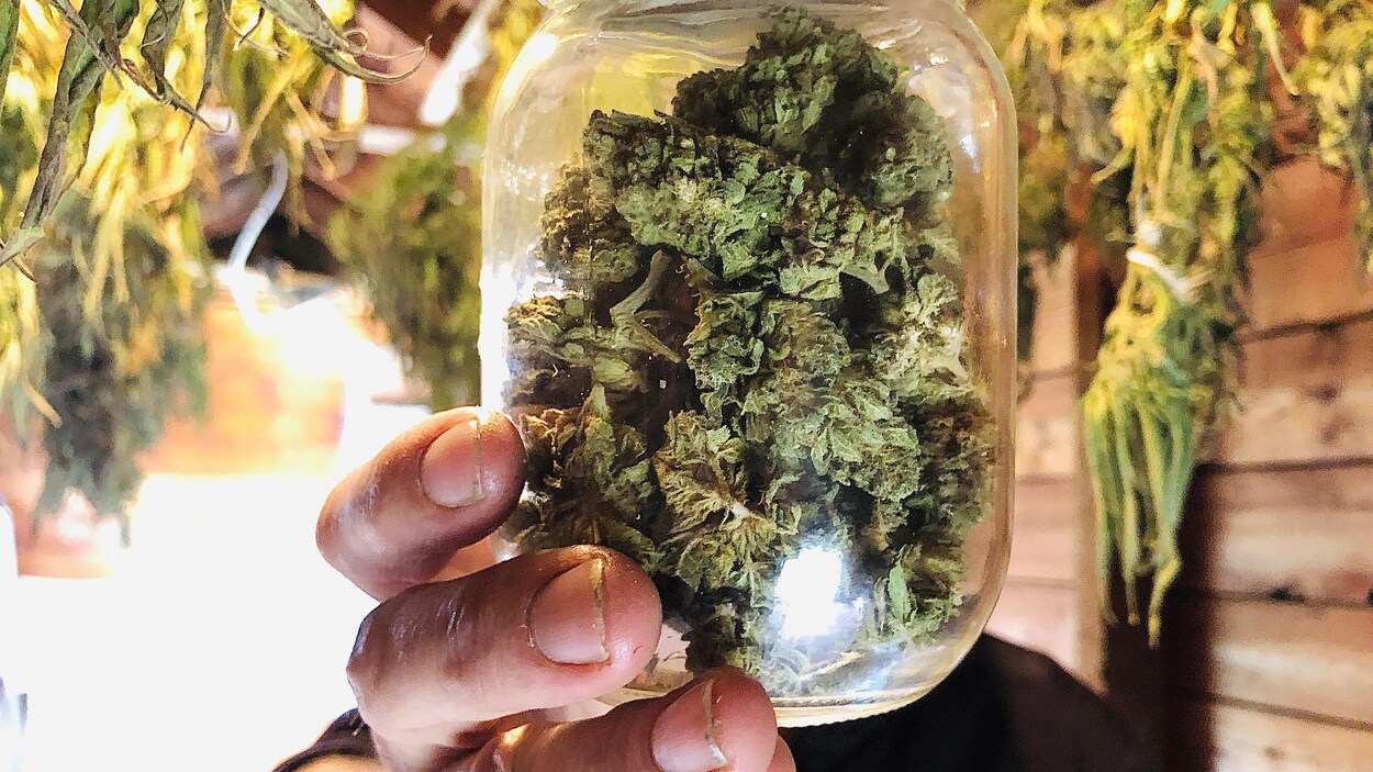 Un pot de cannabis séché tenu dans une main