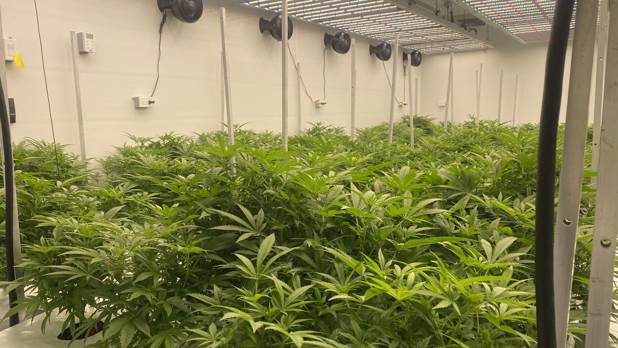 Sundial déposera une offreparavent pour acquérir le groupe Zenabis