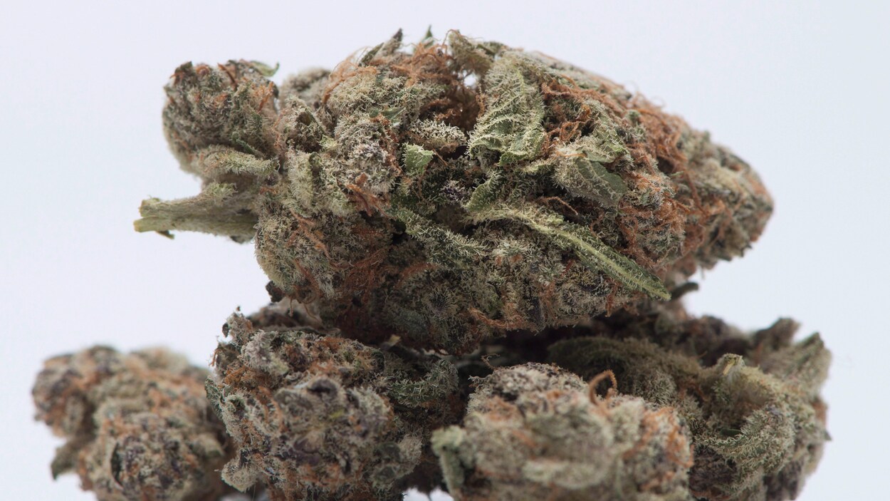 Des feuilles séchées de marijuana. Des feuilles séchées de marijuana.