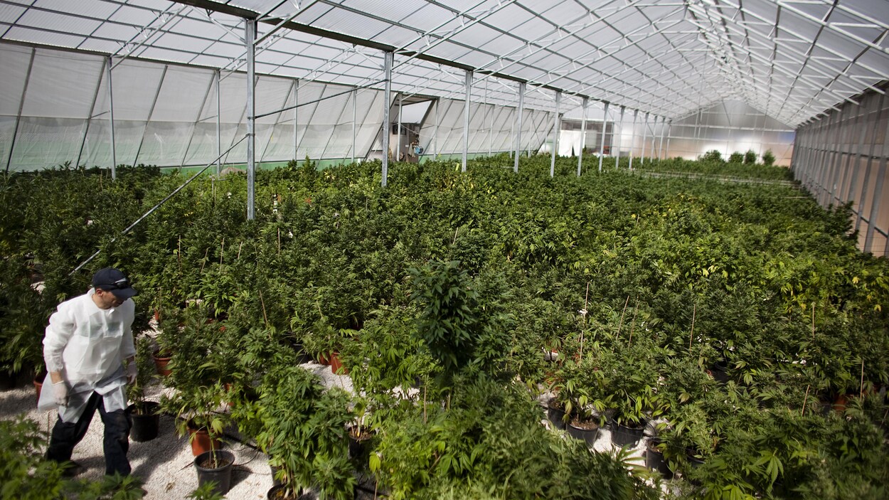 Plusieurs plantes dans une serre Plusieurs plantes dans une serre