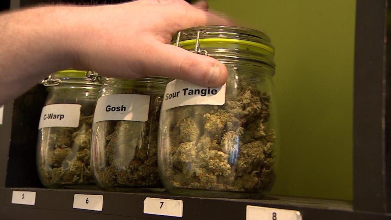 Trois variétés de cannabis disposés dans des pots masson.