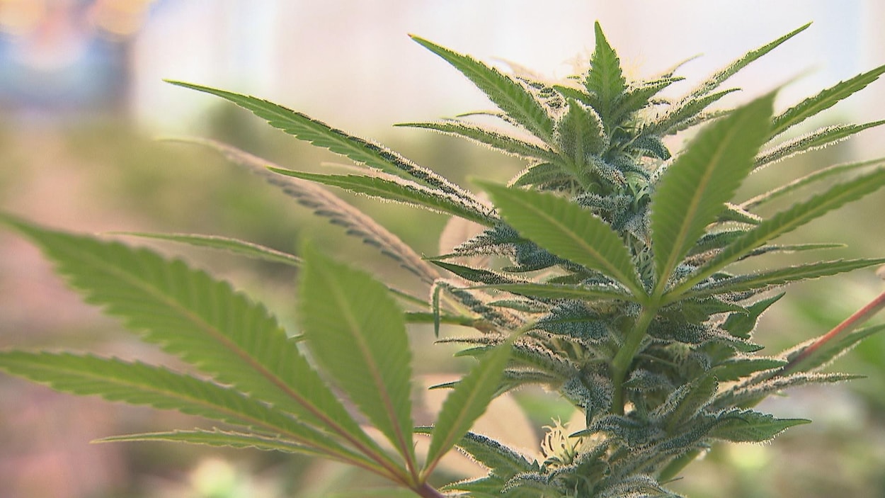 Un plant de cannabis Un plant de cannabis