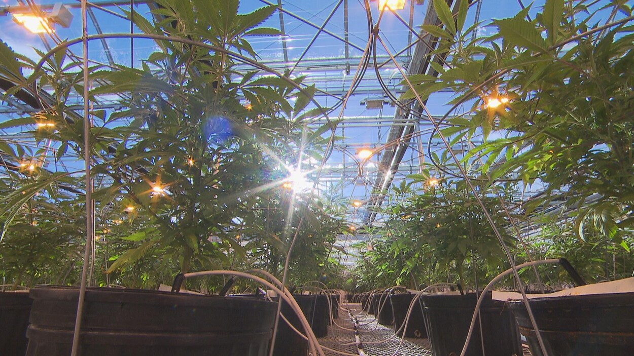 La serre de Hydropothecary à Gatineau La serre de Hydropothecary à Gatineau
