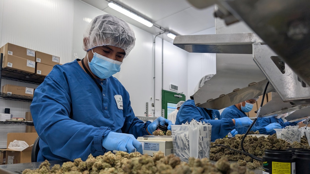 Production de cannabis local : une usine de Pierreville nous ouvre ses portes
