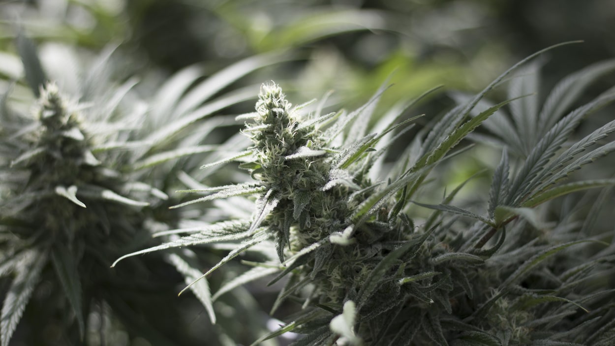 Faire pousser du cannabis à la maison sera autorisé à Whistler | ICI ... Faire pousser du cannabis à la maison sera autorisé à Whistler | ICI ...