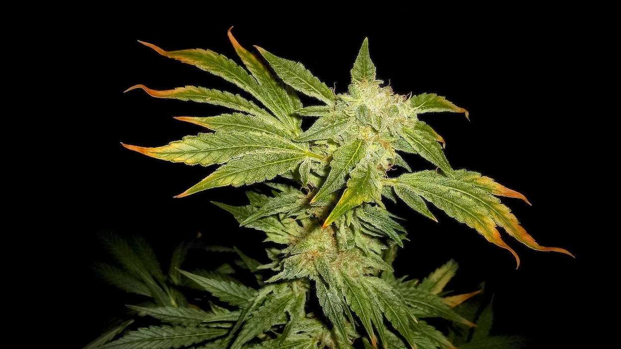 Le THC, l’ingrédient actif du cannabis, permet de diminuer les problèmes associés au vieillissement du cerveau chez la souris. Le THC, l’ingrédient actif du cannabis, permet de diminuer les problèmes associés au vieillissement du cerveau chez la souris.