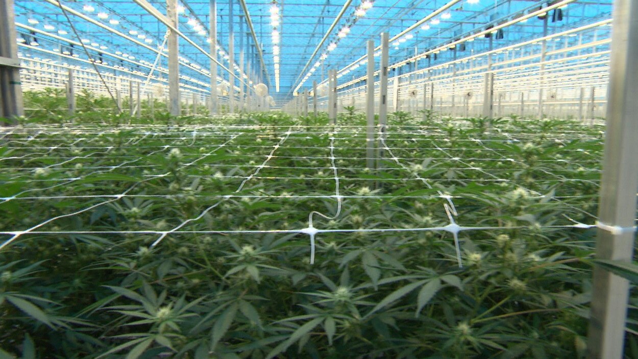 Dans une serre, des plants de cannabis.
