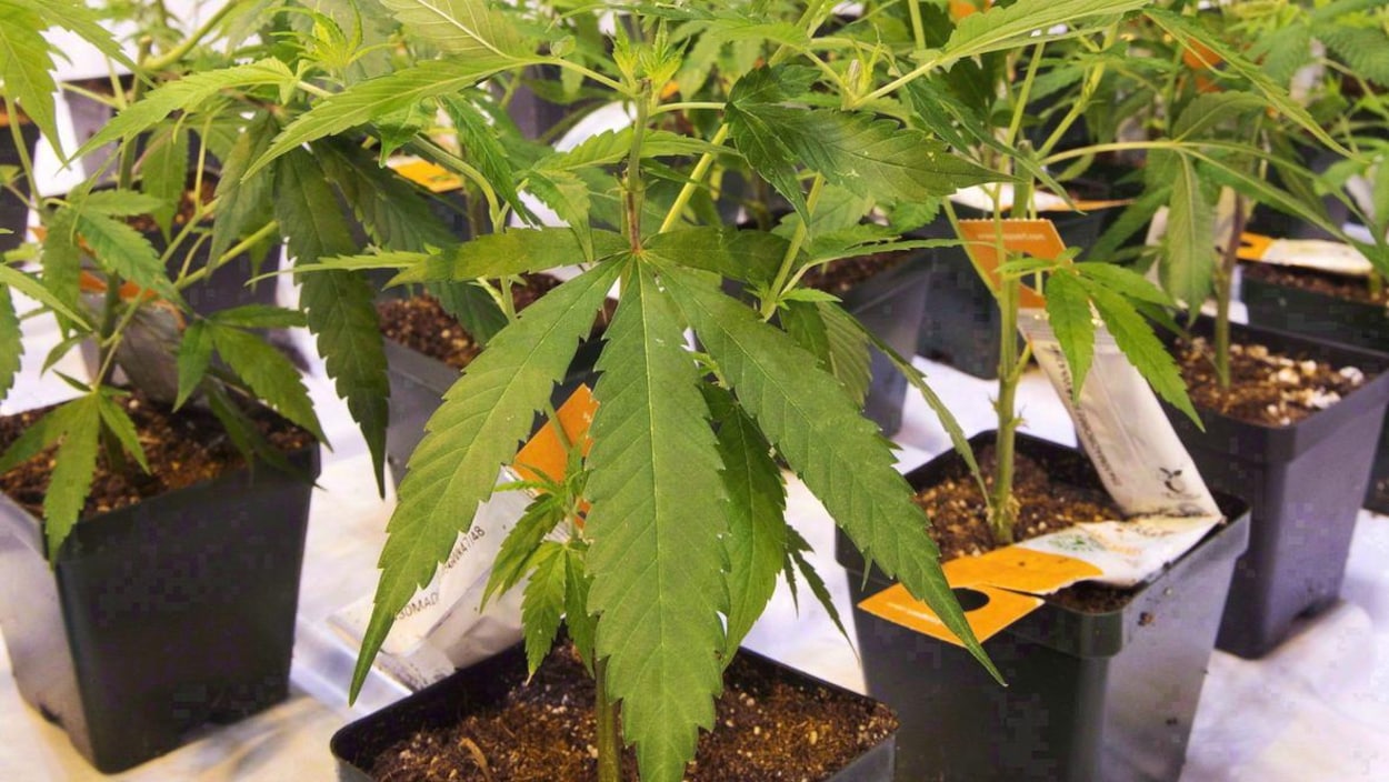 Une dizaine de plants de cannabis plantés dans des pots en plastique.