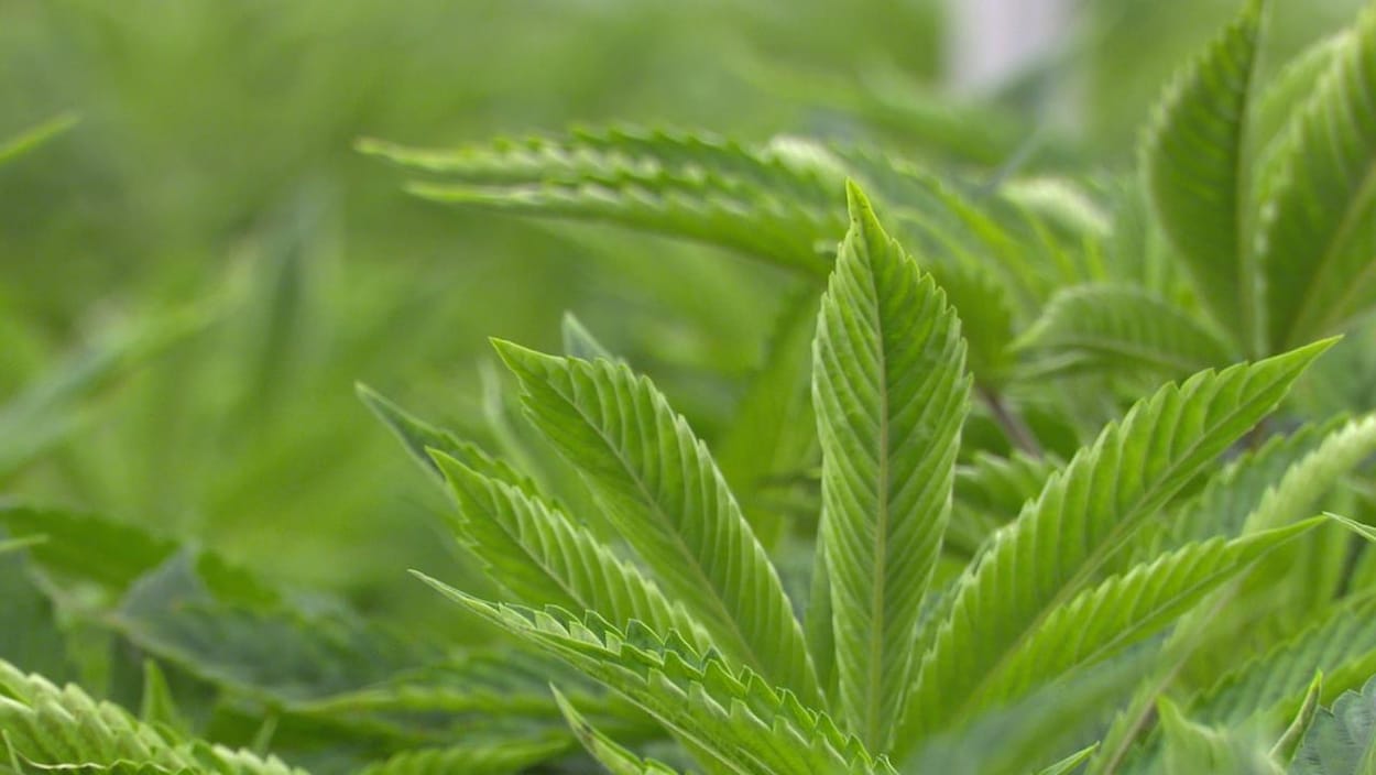 Un plant de cannabis, de près.