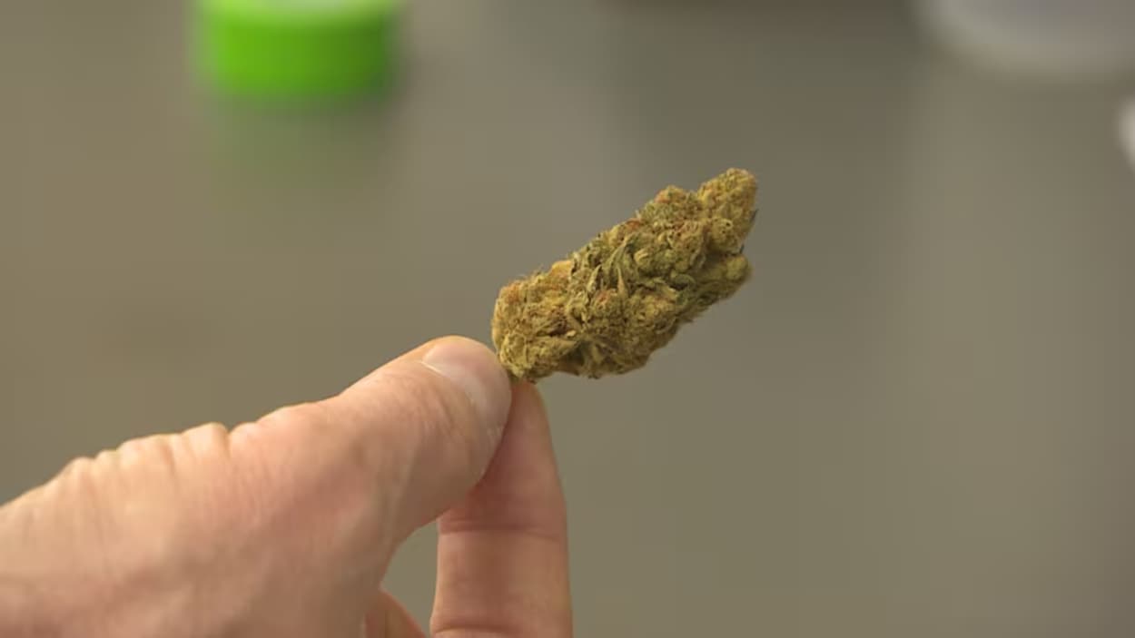 Les effets du cannabis sur les femmes enceintes démystifiés à l’aide de souris
