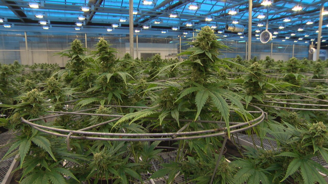 L'entreprise Hexo quintuplera sa production de cannabis au cours des prochains mois, grâce à l'ouverture de nouvelles installations totalisant un million de pieds carrés.
