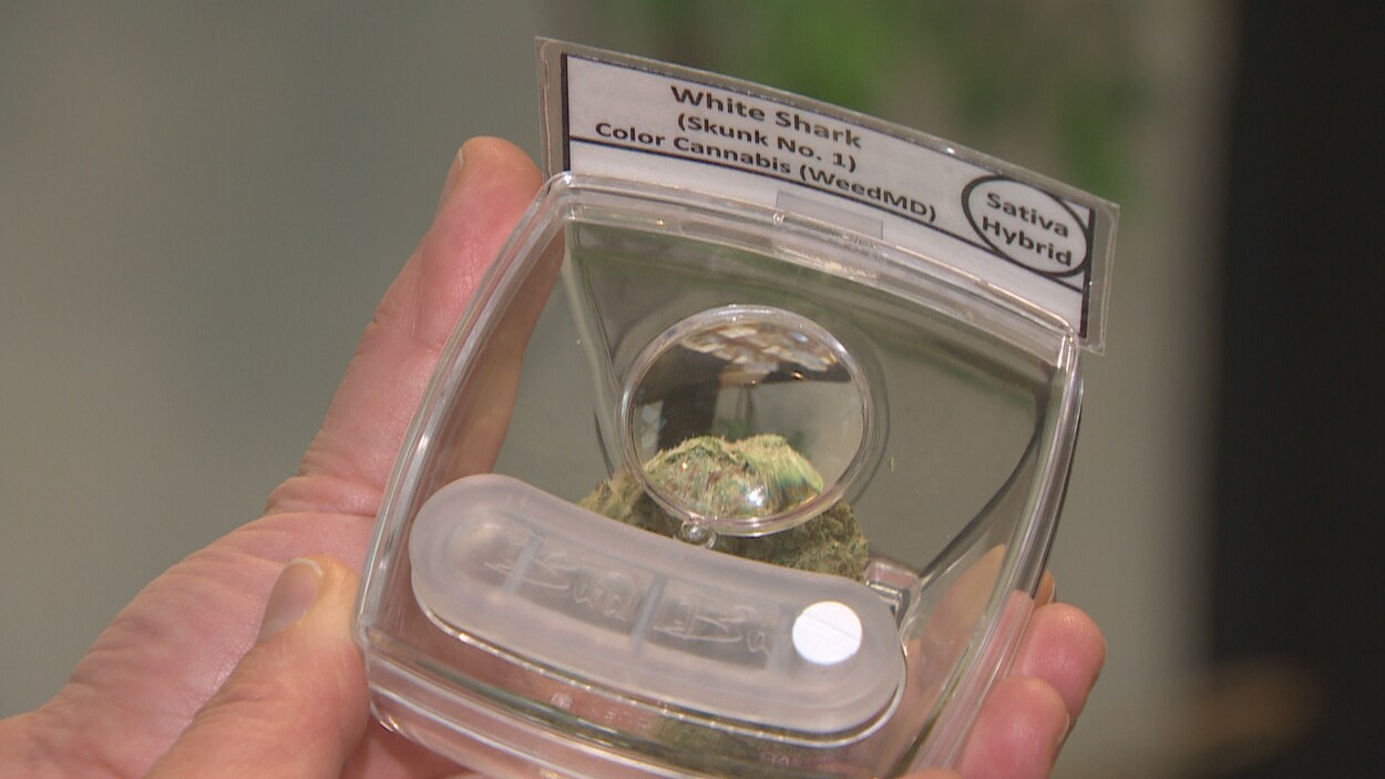 Une fleur de cannabis séchée est présentée dans une boîte en plastique.