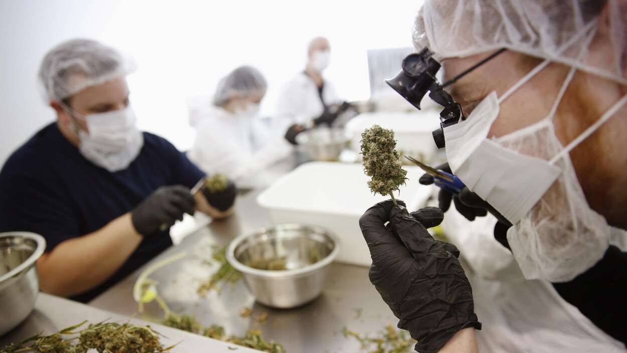 Des scientifiques travaillent avec de la marijuana dans un laboratoire. Des scientifiques travaillent avec de la marijuana dans un laboratoire.