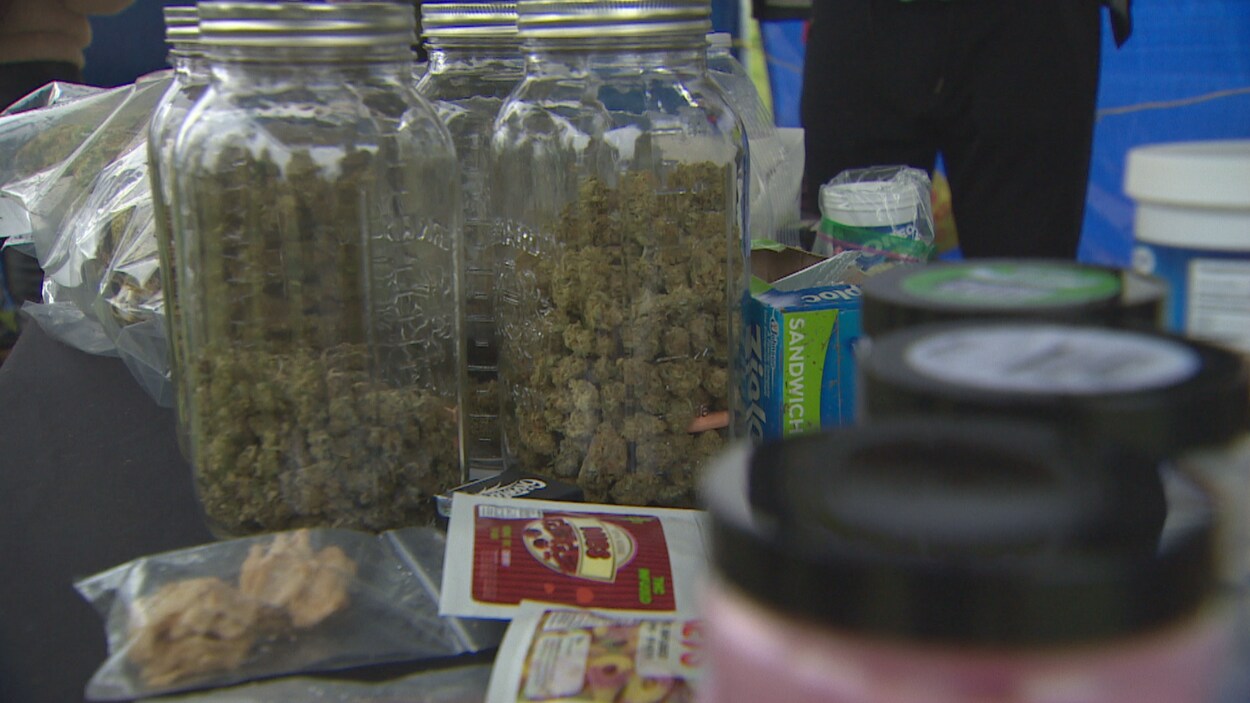 Des plants de marijuana dans des pots.
