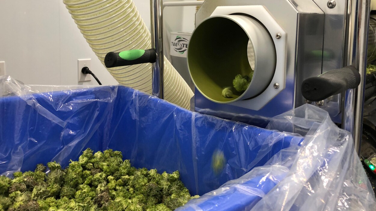 Des fleurs de cannabis s'empilent dans un bac.