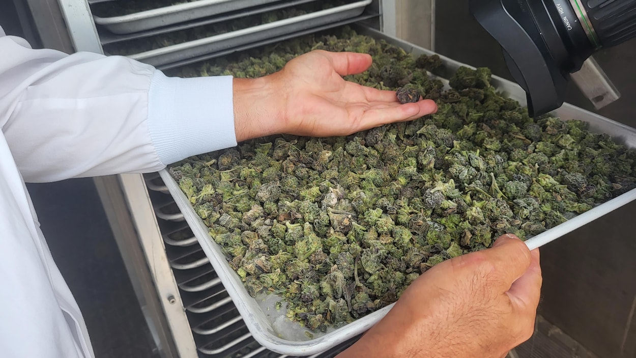 Du cannabis transformé à Saint-Prime