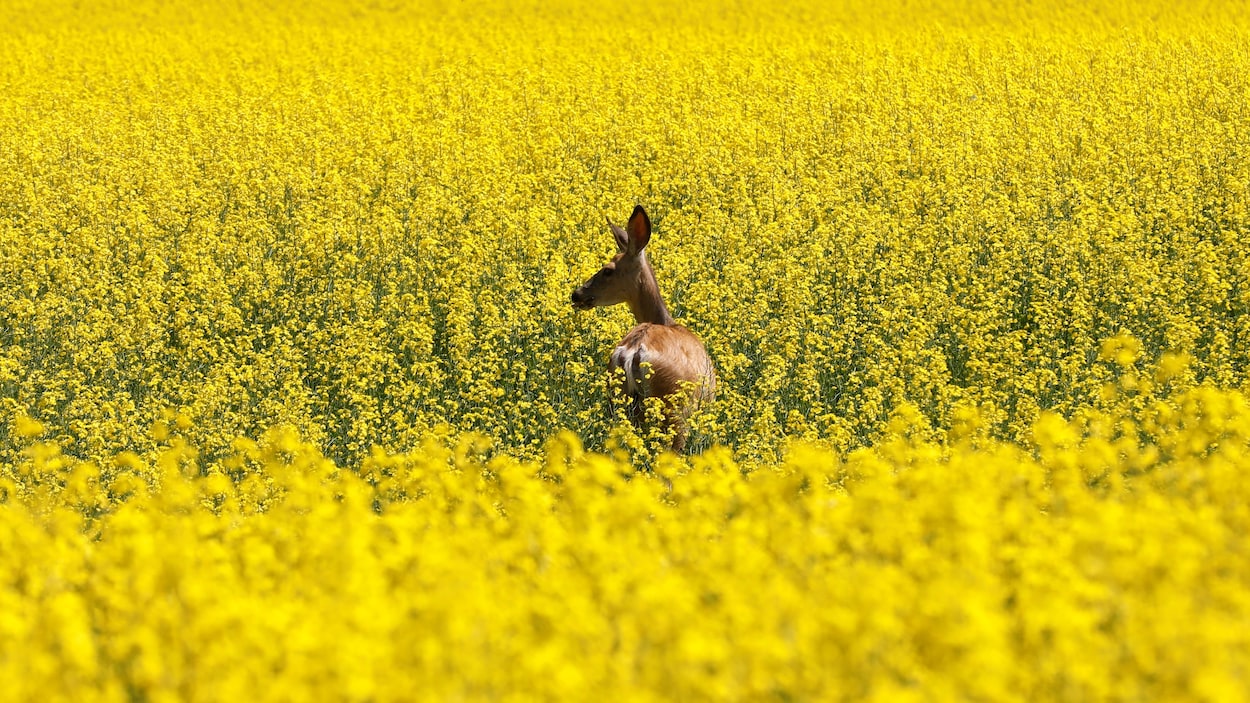 Un cerf dans un champ de canola.