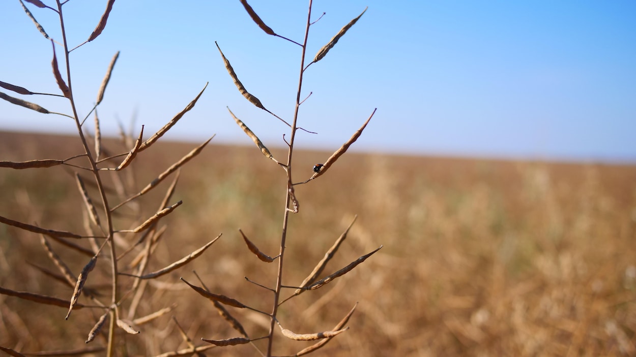 Entente sur le canola : l’espoir d’une meilleure relation entre la Saskatchewan et Ottawa