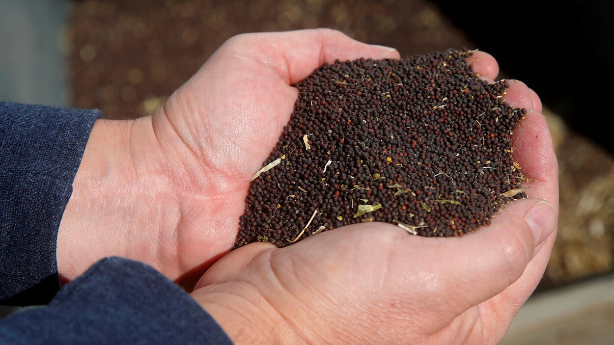 Plan rapproché de mains d'un homme tenant des graines de canola.