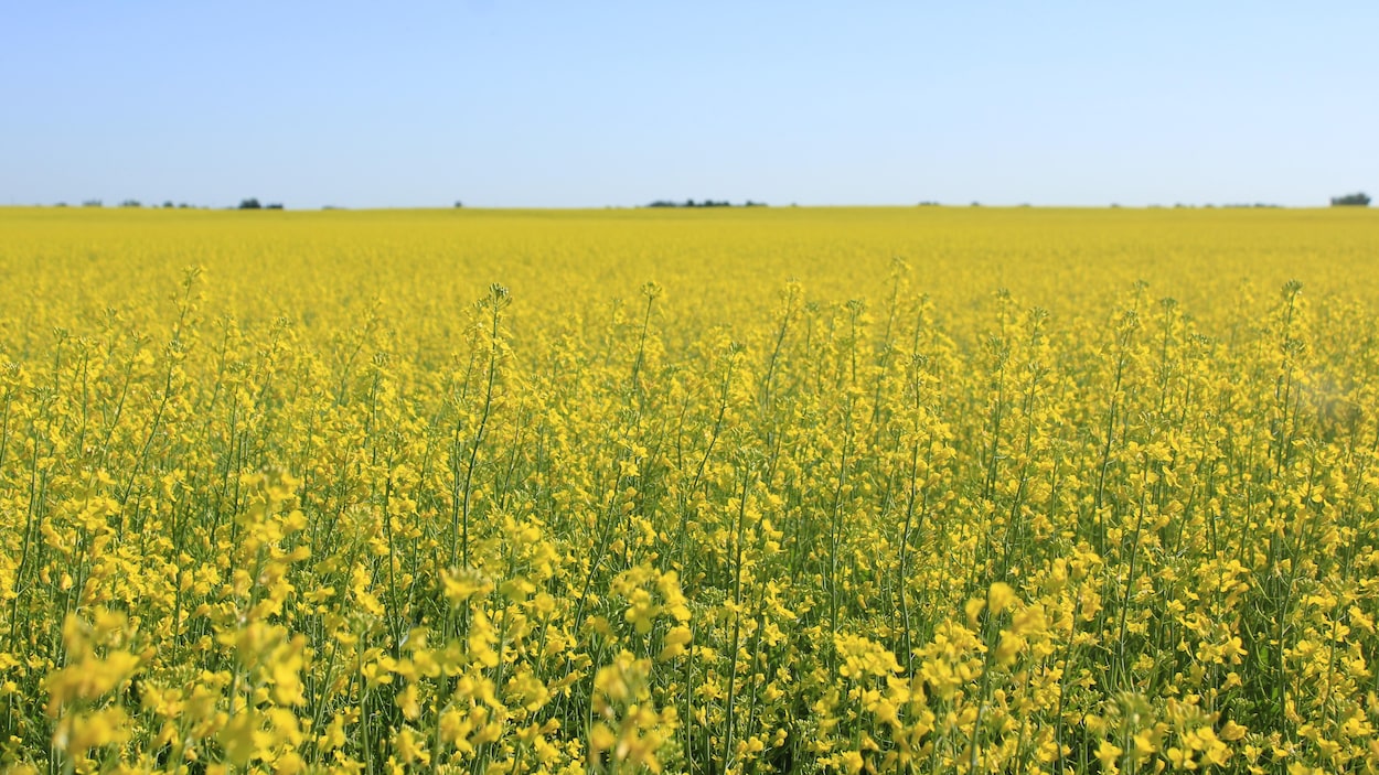 Le rapprochement entre Ottawa et Pékin rassure les producteurs de canola