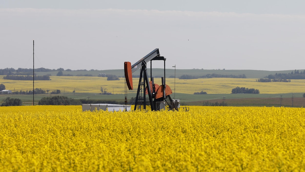Un puits de pétrole au milieu d'un champ de canola.