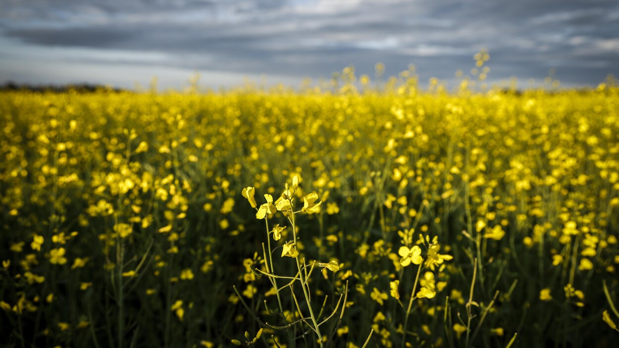 Accalmie à l’horizon pour les producteurs de canola
