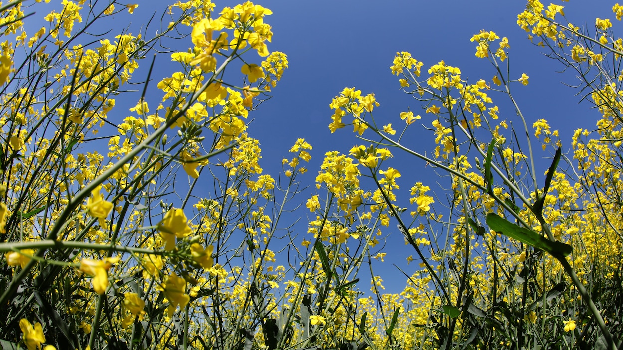 Des fleurs jaunes de canola en Alberta.