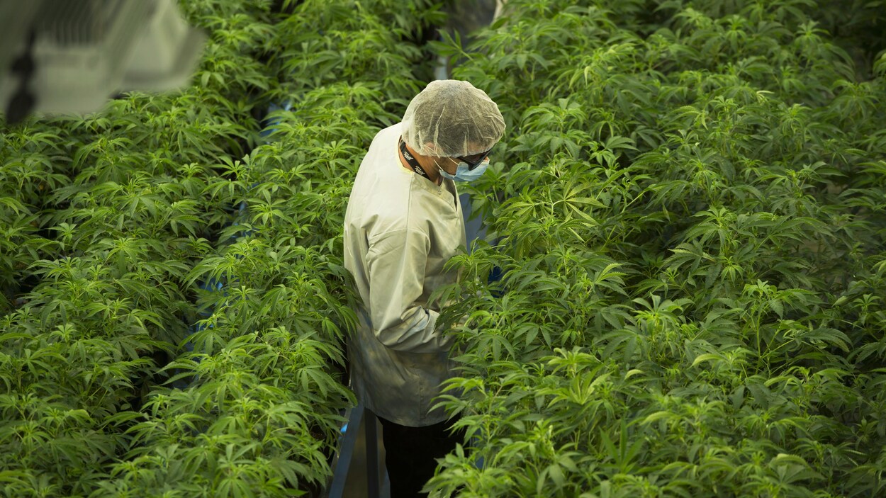 Un homme travaille dans une usine de cannabis. Il se promène entre les rangées de plants.