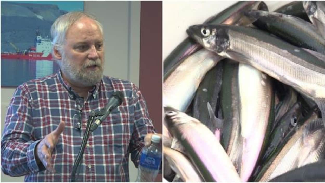Le scientifique Pierre Pepin explique l'importance du capelan pour la santé des poissons plus lucratifs, comme la morue ou la crevette.