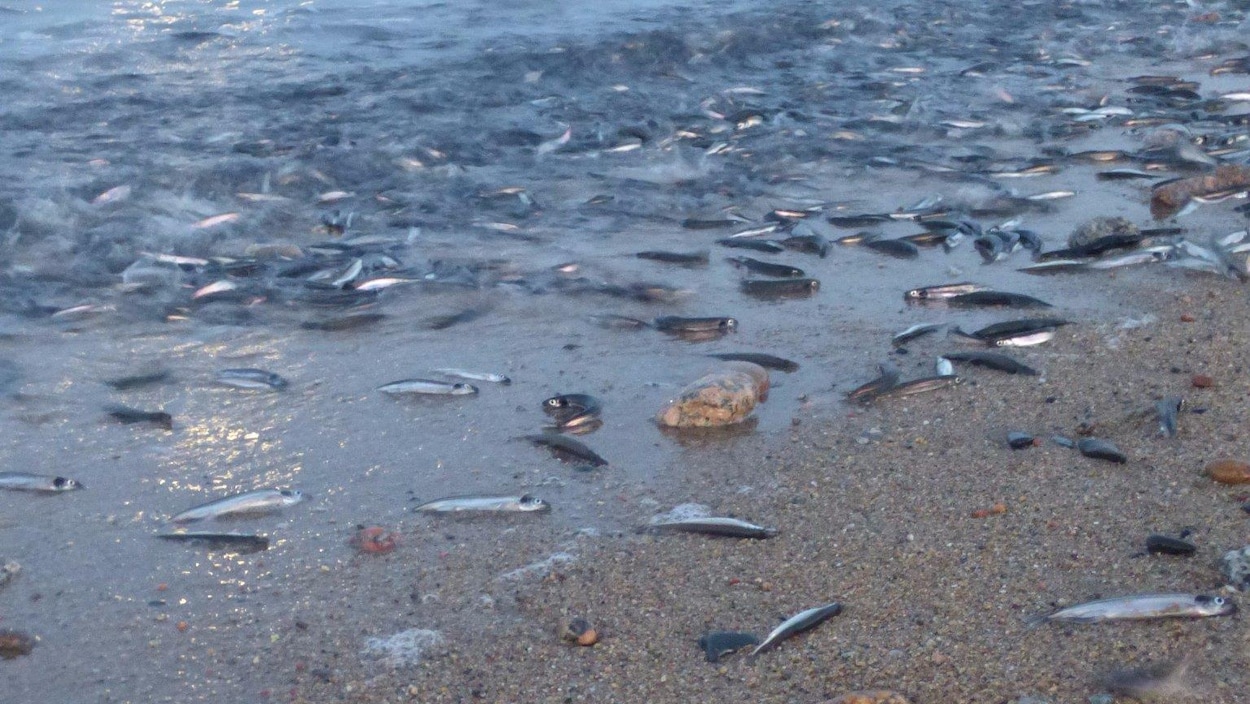 Capelin on the beaches.