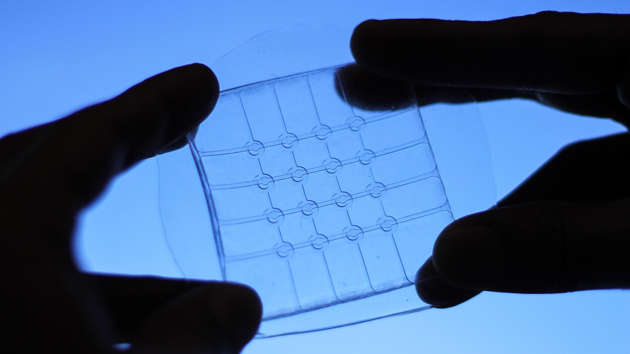 Deux mains tiennent un capteur tactile pliable, étirable et transparent.