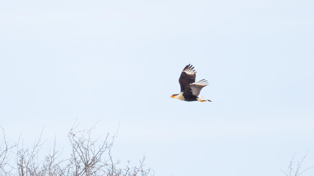Deux oiseaux extrêmement rares font sensation à Québec