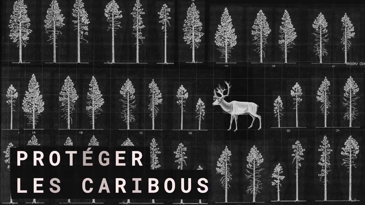Un caribou est placé entre des arbres dans un montage d'images.