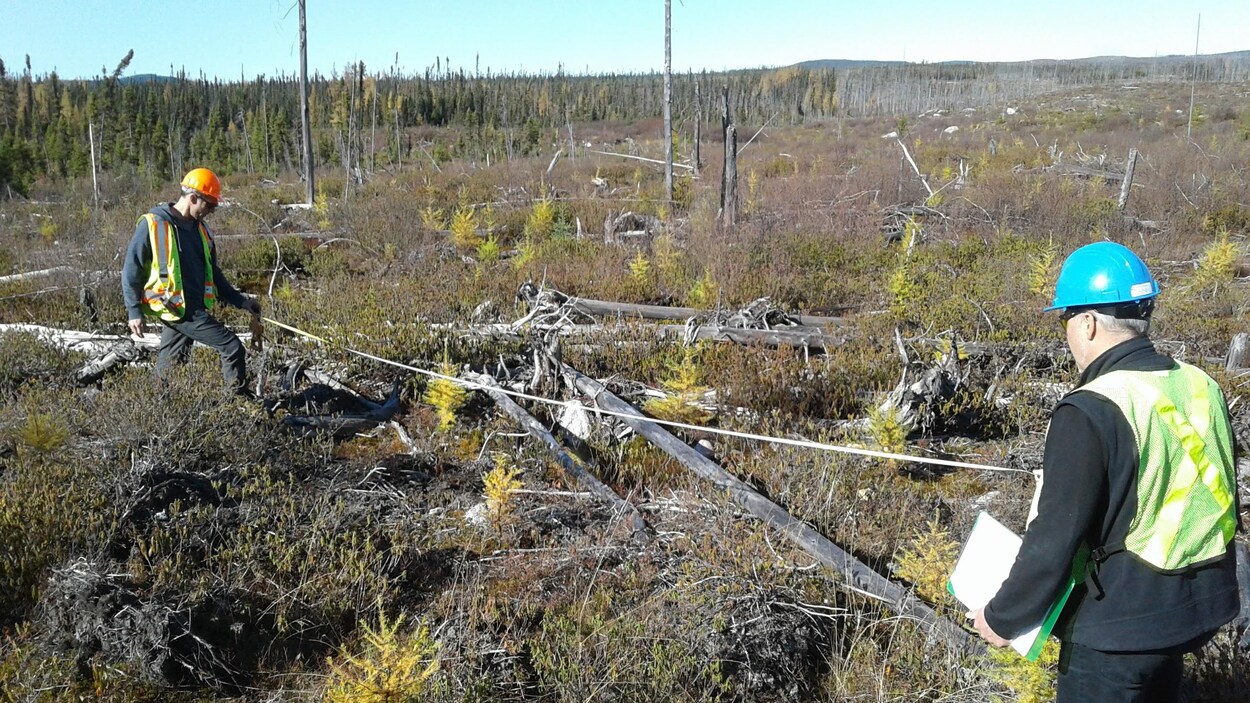 Deux travailleurs mesurent une zone de déforestation.