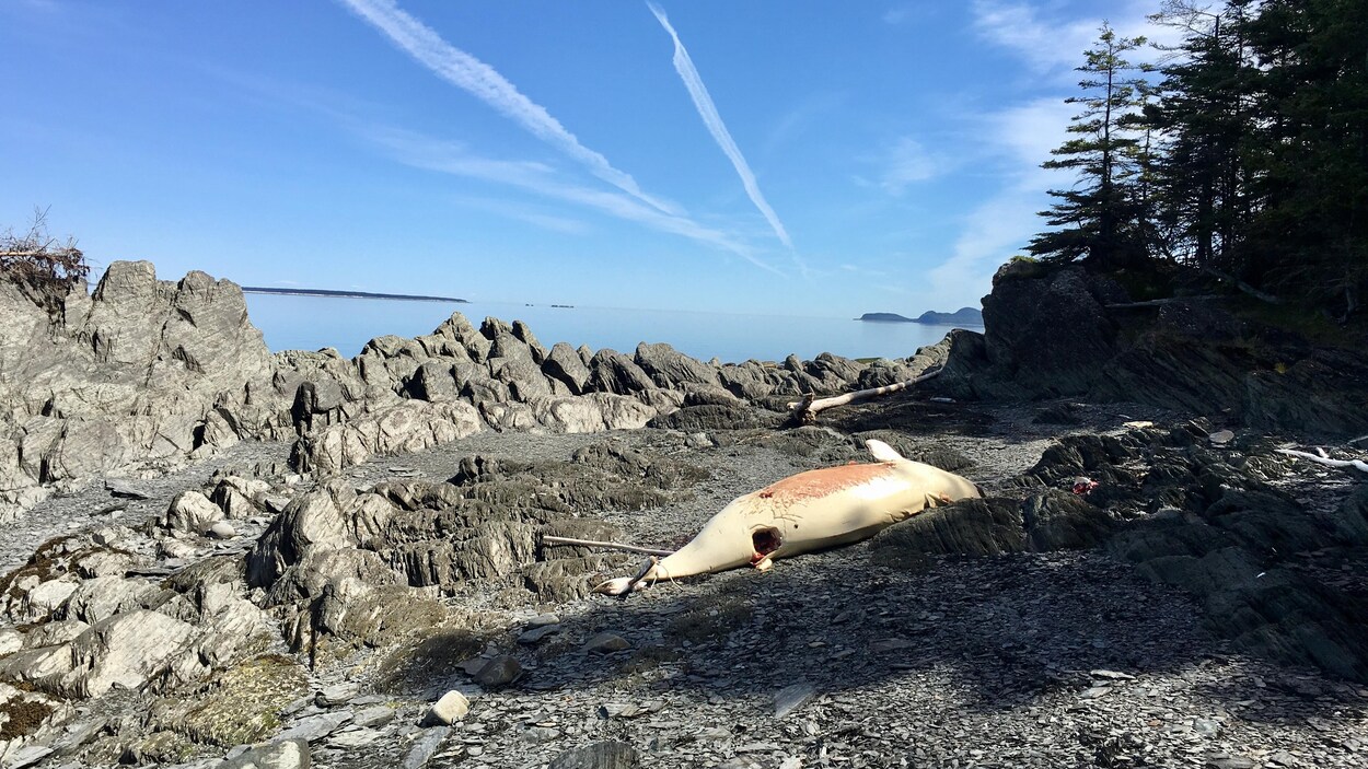 Une carcasse du béluga à Saint-Fabien-sur-mer