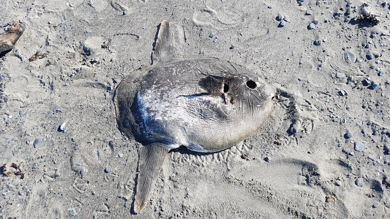 Une carcasse de poisson-lune Une carcasse de poisson-lune