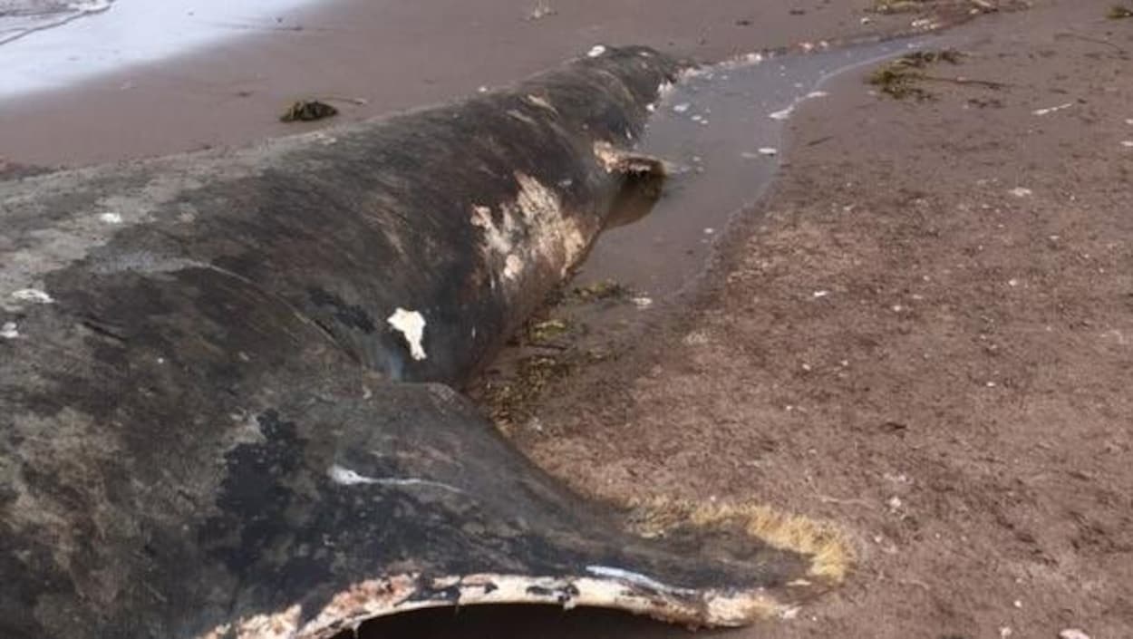 Une carcasse en état de décomposition avancée sur une plage
