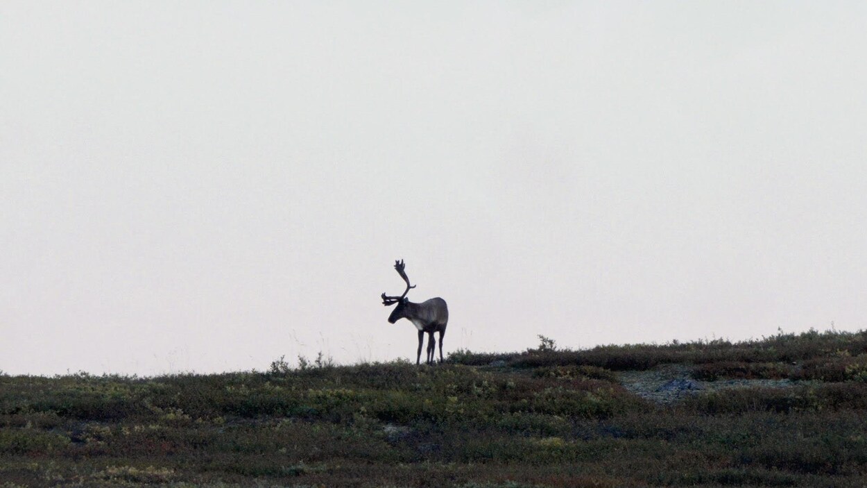 La Première Nation Kwanlin Dün chasse le caribou pour la première fois en 30 ans