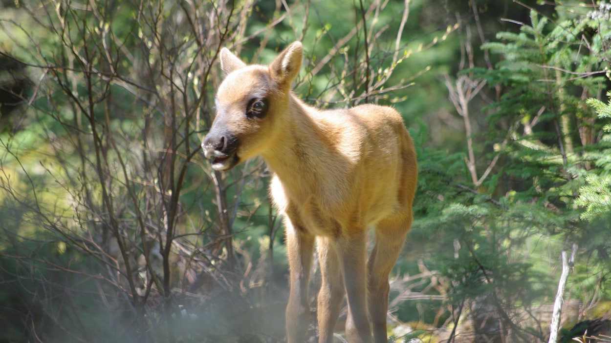 L’habitat des caribous des bois détruit par les feux de forêt en période de mise bas