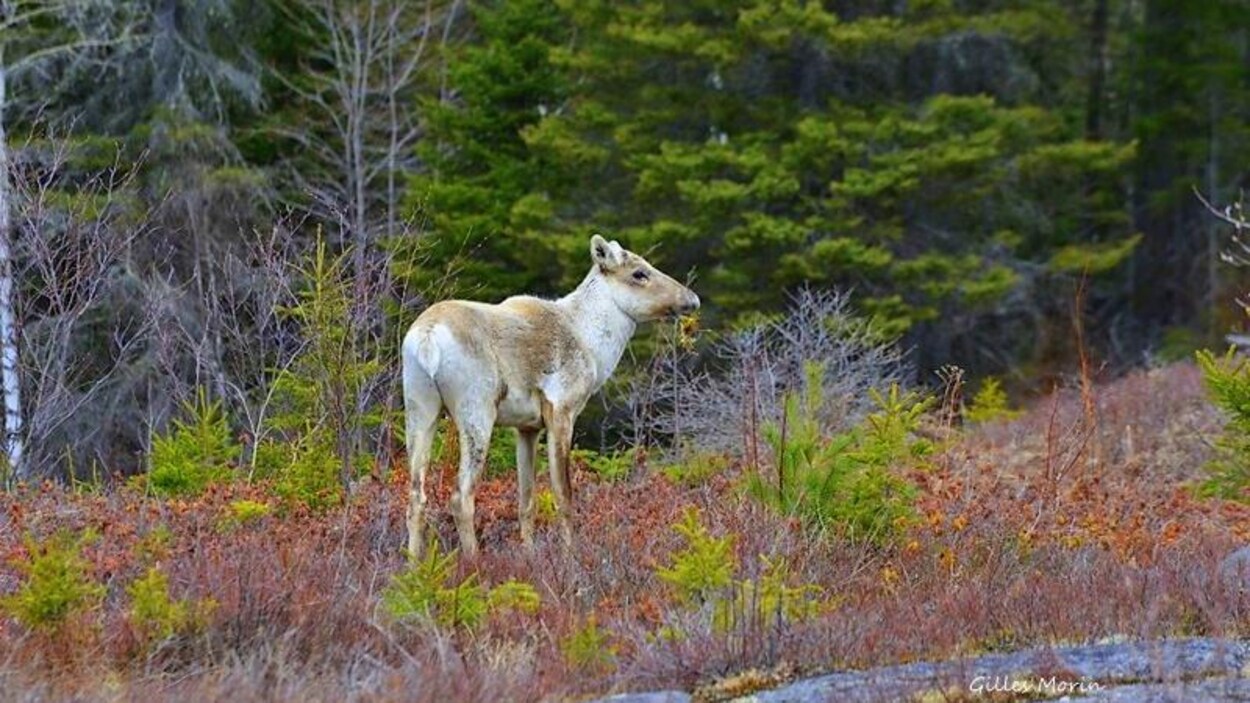 Un caribou forestier.