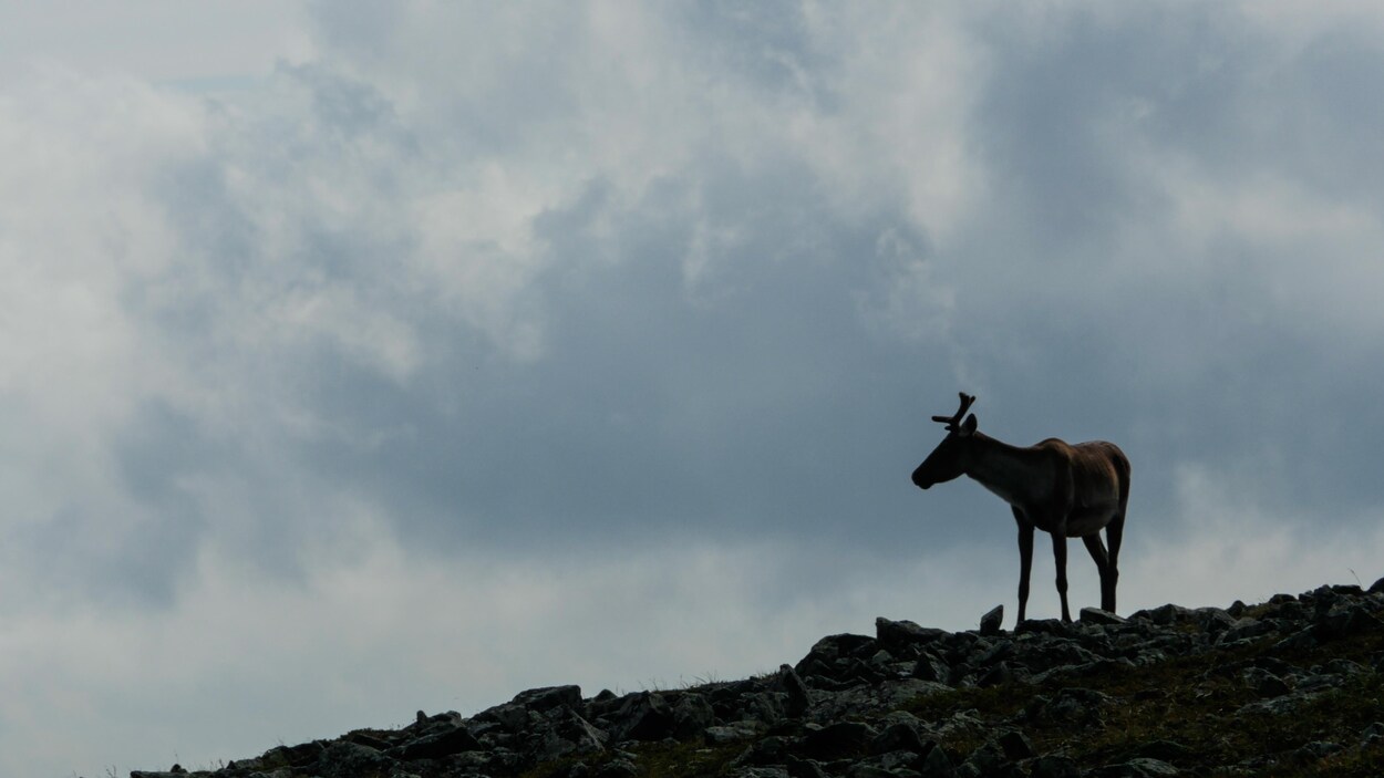 On voit de profil un jeune caribou sur un terrain rocheux. Le ciel est nuageux.